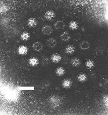 calicivirus