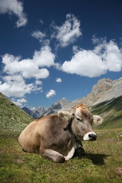 400px-ch_cow_2