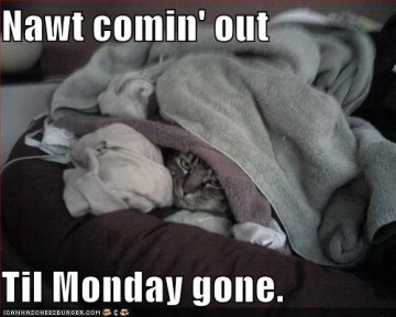 funny-pictures-cat-is-not-coming-out-until-monday-is-gone