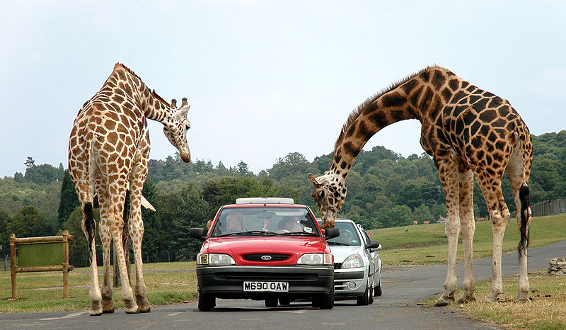 800px-Giraffes_at_west_midlands_safari_park